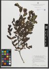 Foto von Salix amplexicaulis Bory